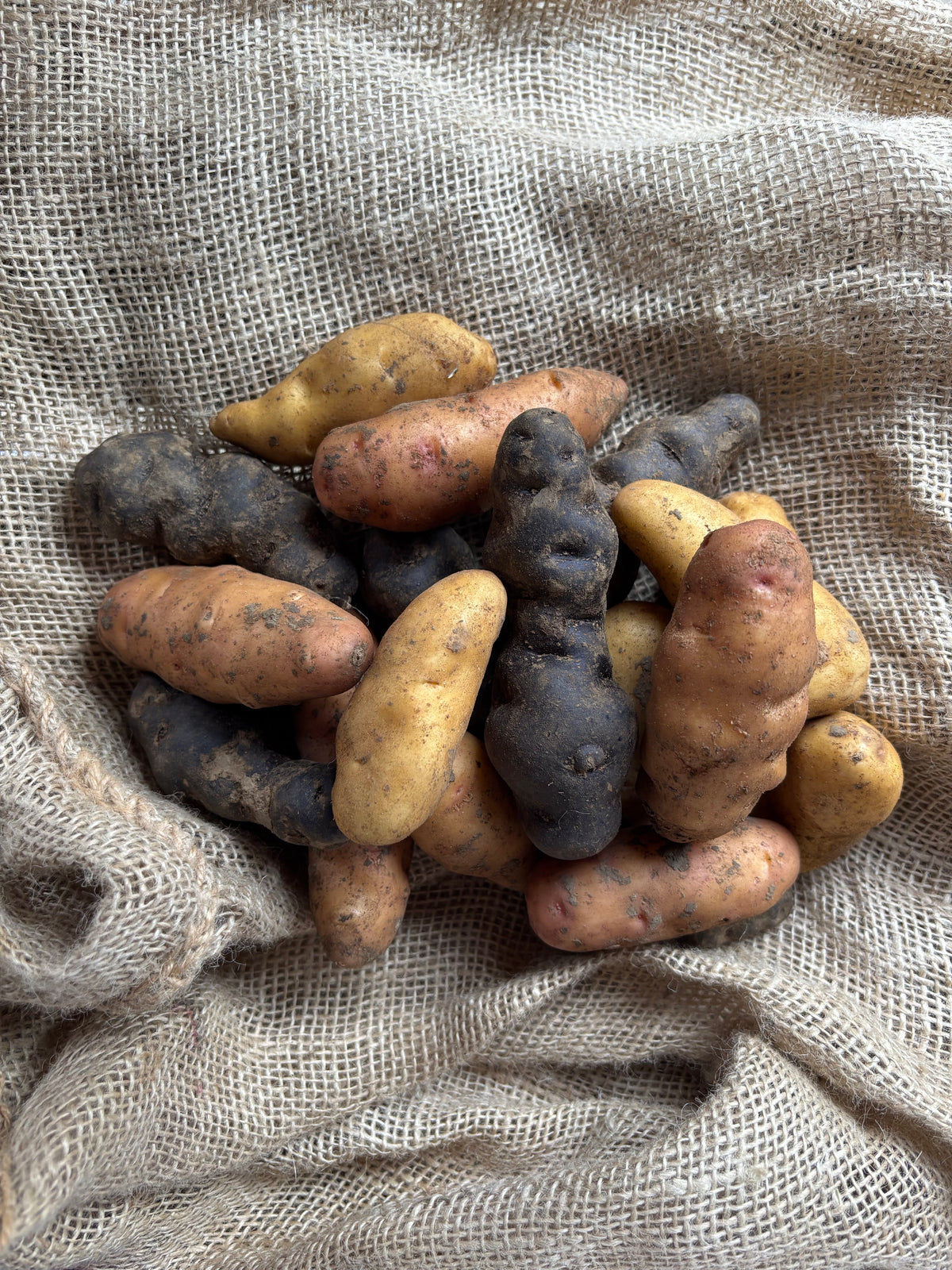 Fingerling Trio