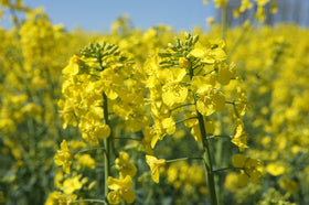 Rapeseed Oil 500ml