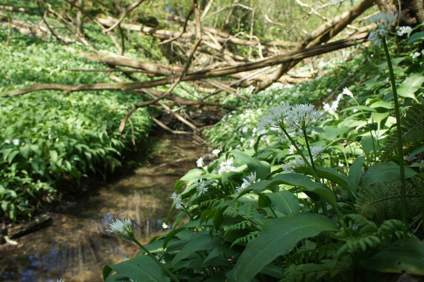 Wild Garlic Leaf