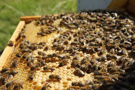 Morghew Honey