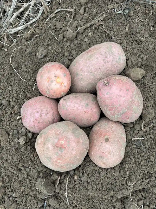 Setanta