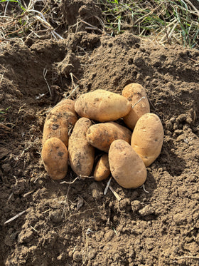 Russet Burbank