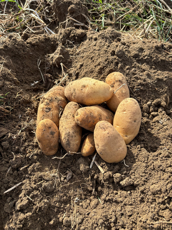 Russet Burbank