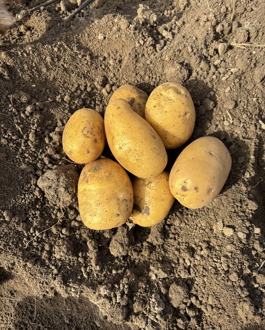 Baking Potatoes