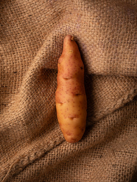 Pink Fir Apple