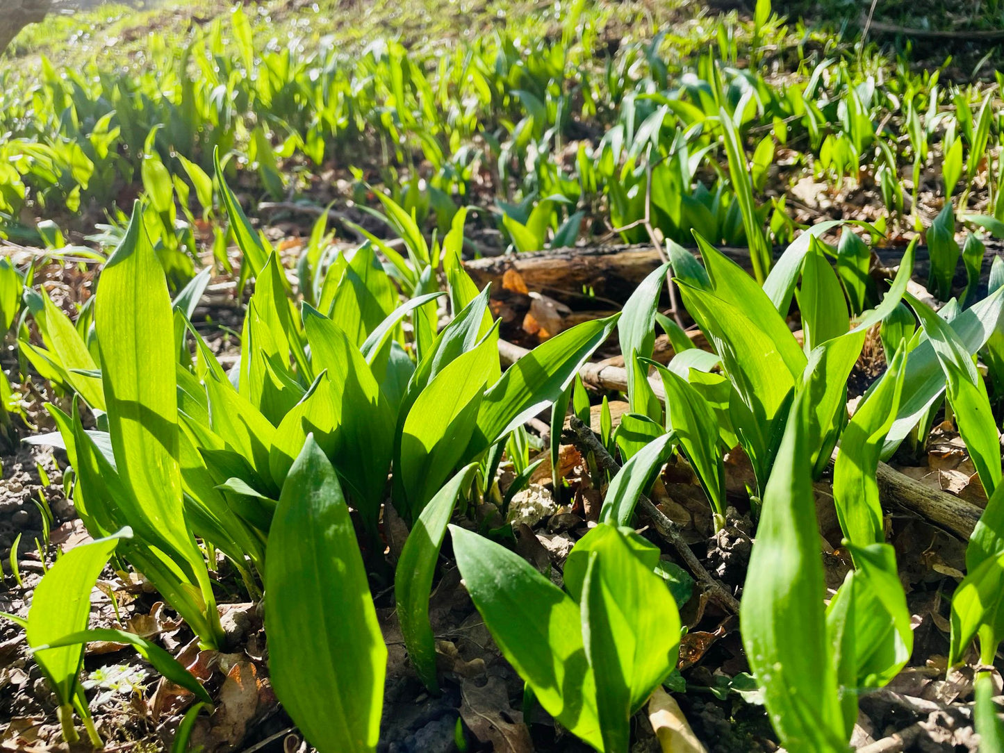 Wild Garlic Leaf