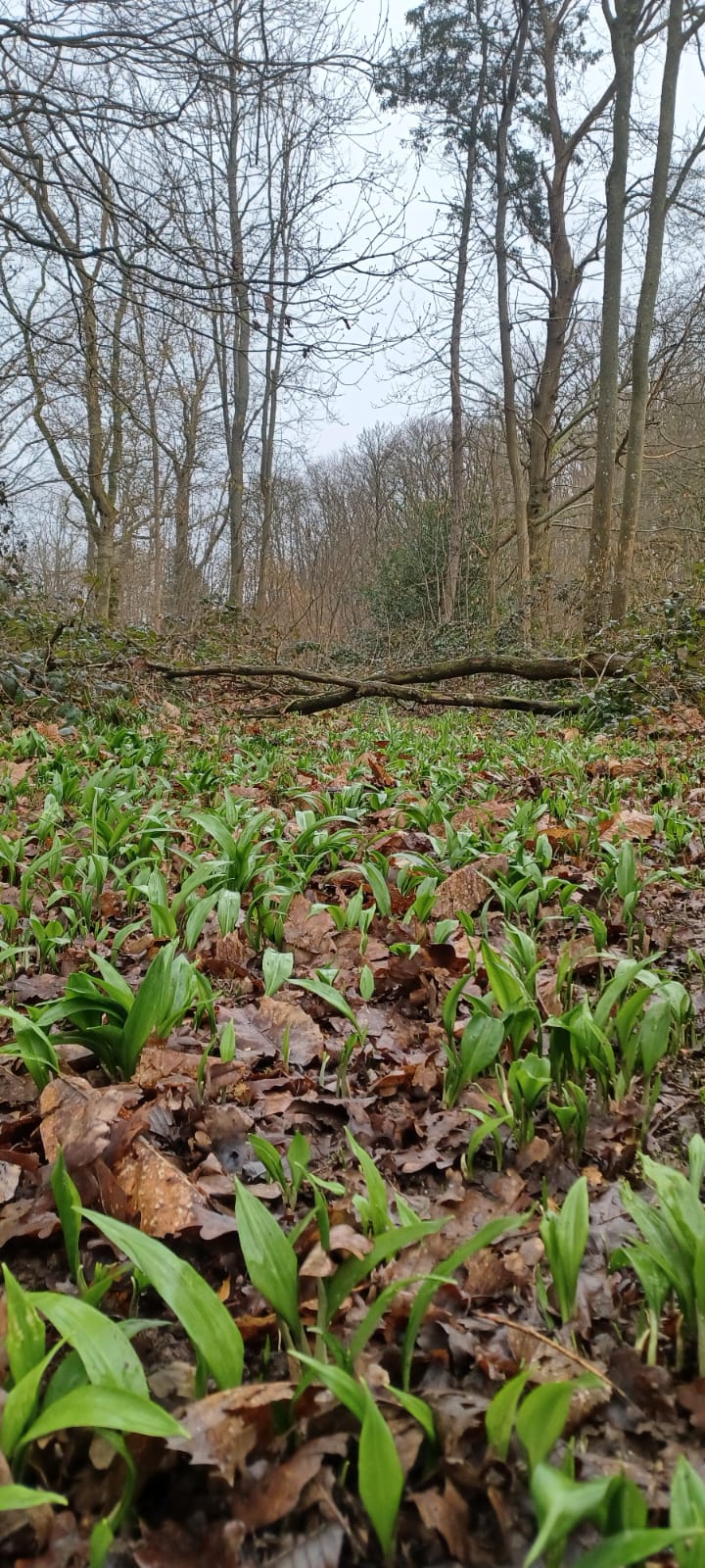 Wild Garlic Leaf