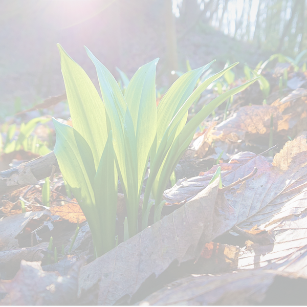 Wild Garlic Leaf