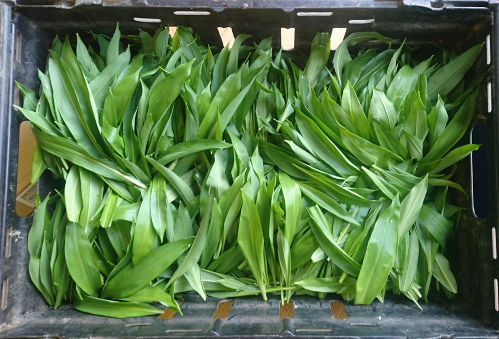 Wild Garlic Leaf