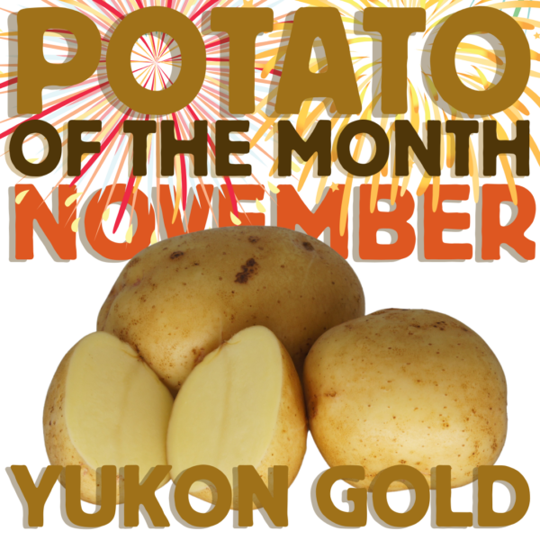 Potato of the Month November Yukon Gold 24_25 The Potato Shop