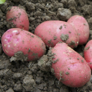 Red King Edward Potatoes