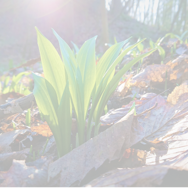 Wild Garlic