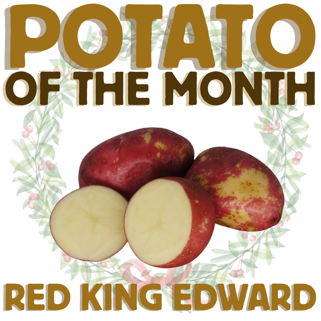 Potato of the Month Red King Edward December 2022 The Potato Shop