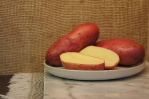 Cherie Red Potatoes Harvest 2019