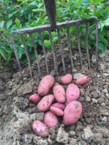 Cherie Red potatoes