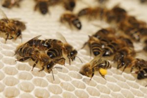 Honey bees working