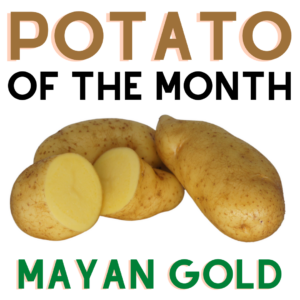 Potato of the Month Mayan Gold March 2022 The Potato Shop