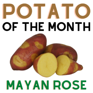 Potato of the Month Mayan Rose March 2022 The Potato Shop