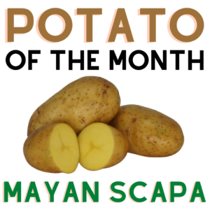 Potato of the Month Mayan Scapa March 2022 The Potato Shop