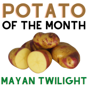 Potato of the Month Mayan Twilight March 2022 The Potato Shop