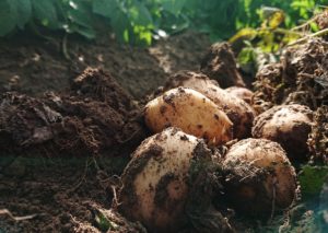 New Season Maris Peer Potatoes in Field