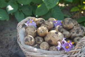 New Season Maris Peer Potatoes