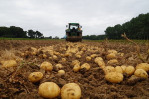 Digging New Potatoes