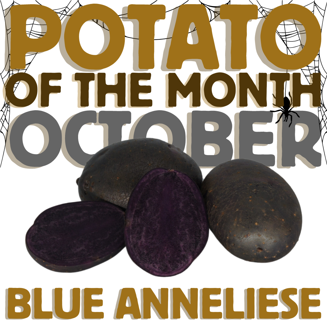 Potato of the Month Square October Blue Anneliese 24_25 The Potato Shop