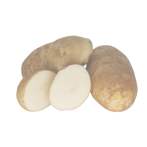 Russet Burbank Out of Stock 2020 The Potato Shop