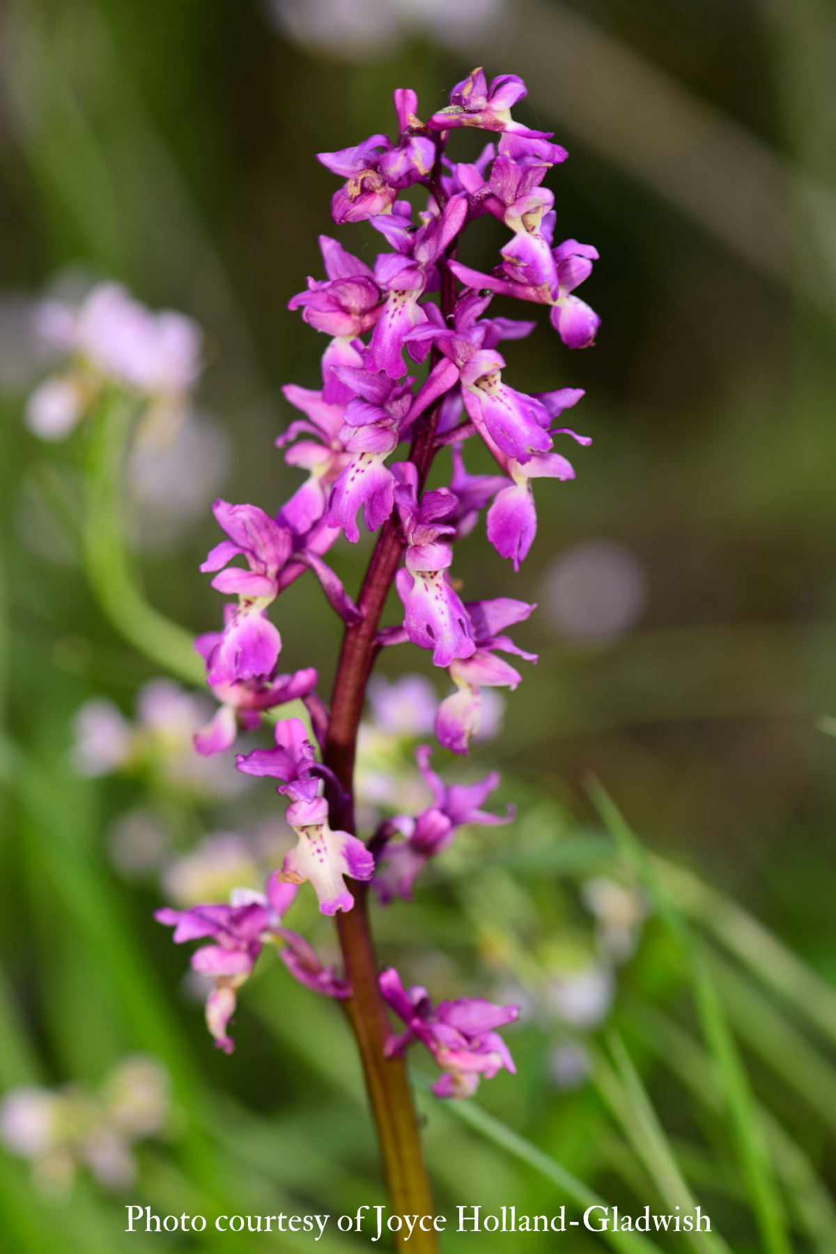 Early Purple Orchid (Orchis mascula) 2021 Joyce Holland-Gladwish