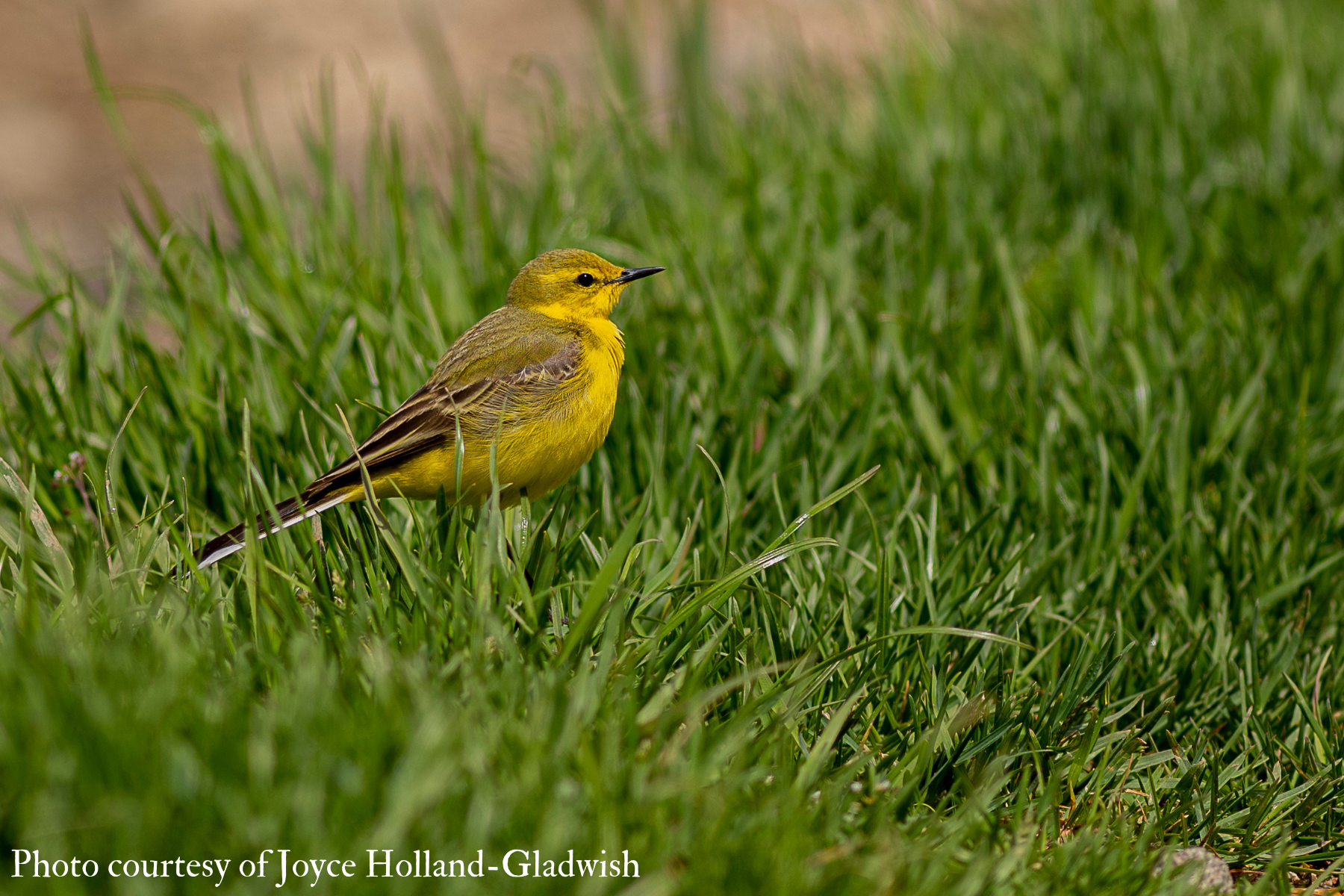 Yellow Wagtail (Motacilla flava) 2021 Joyce Holland-Gladwish