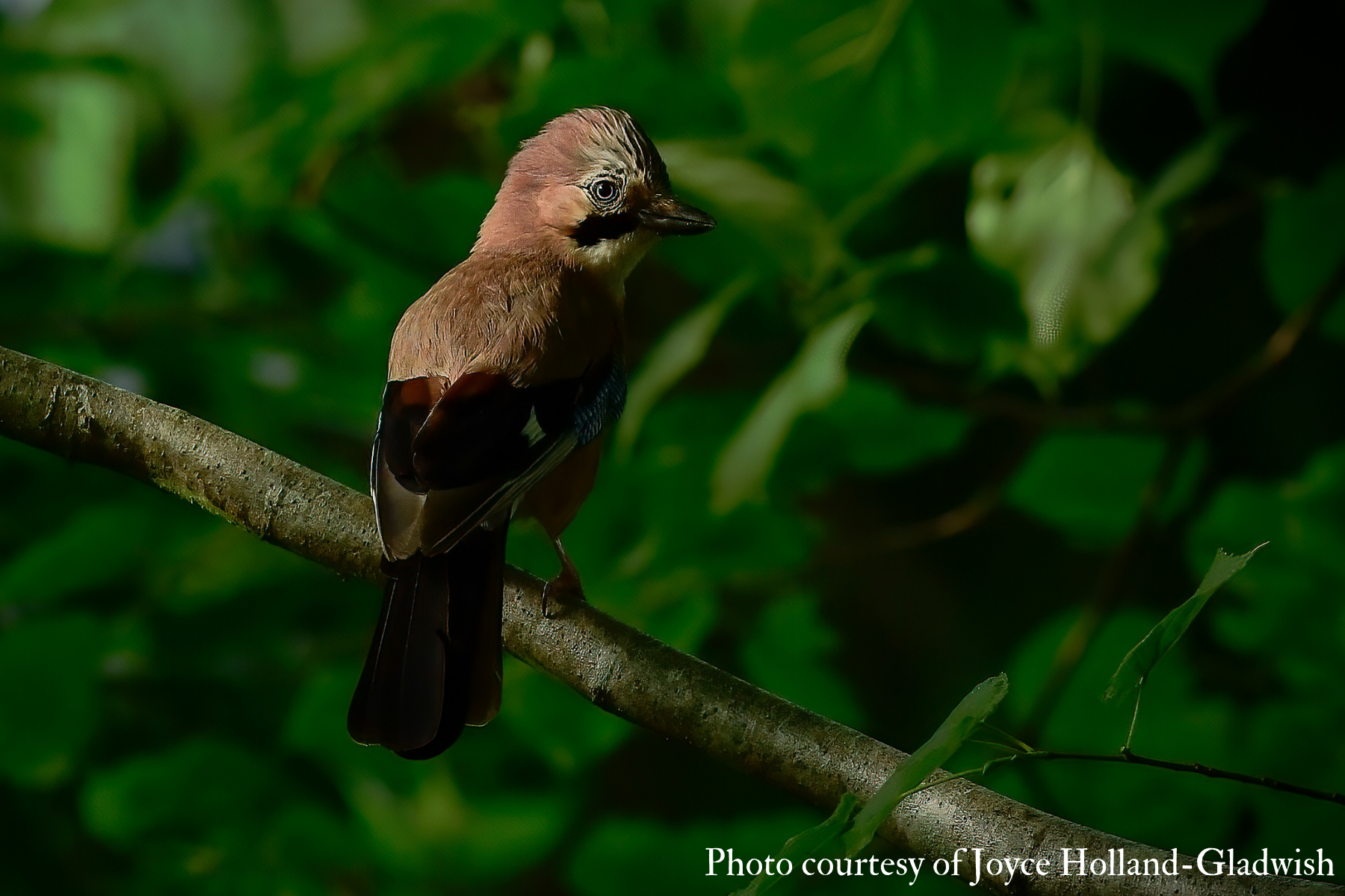 Jay (Garrulus glandarius) 2021 Joyce Holland-Gladwish