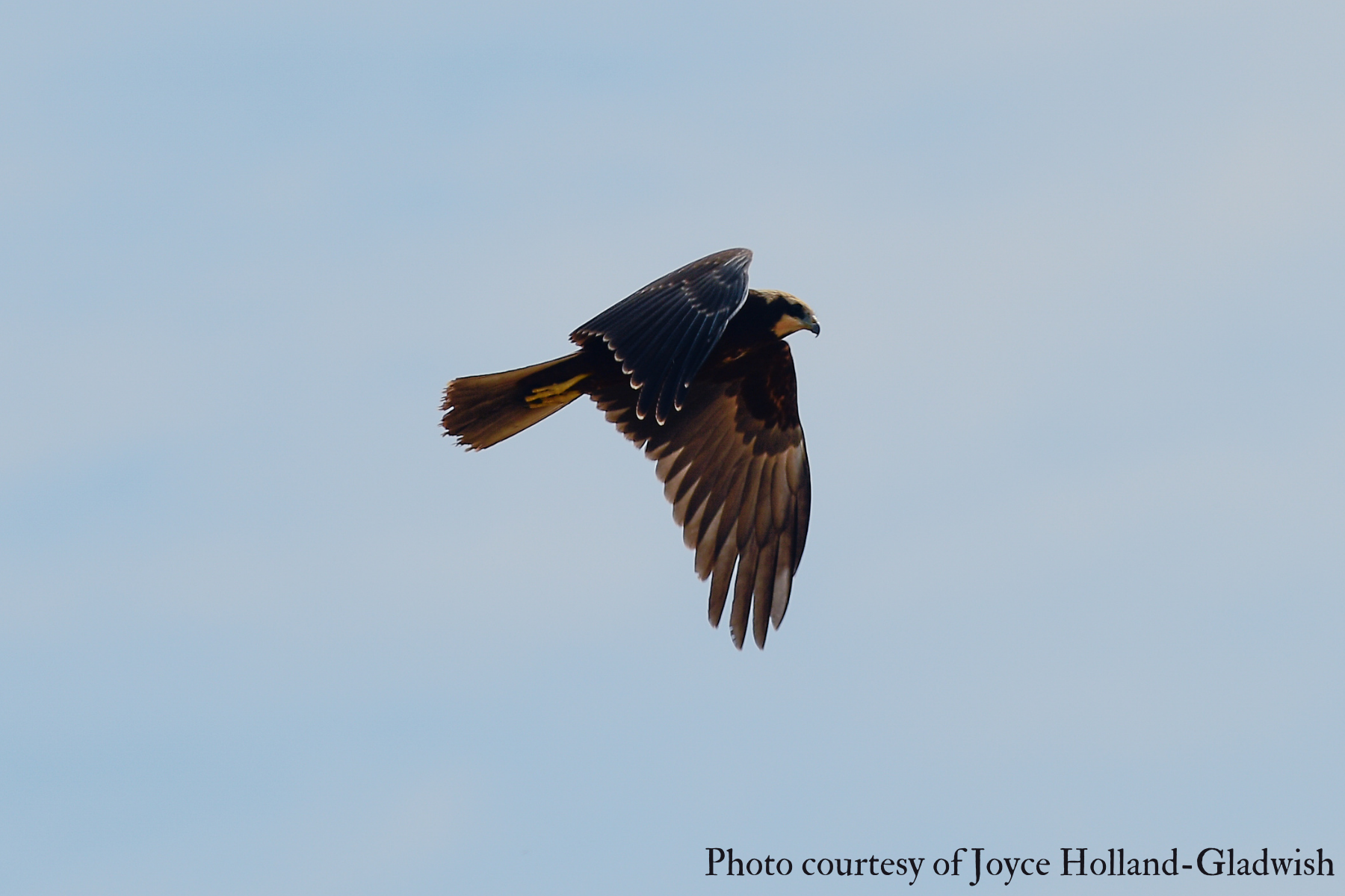 Female Marsh Harrier (Circus aeruginosus) 2021 Joyce Holland-Gladwish