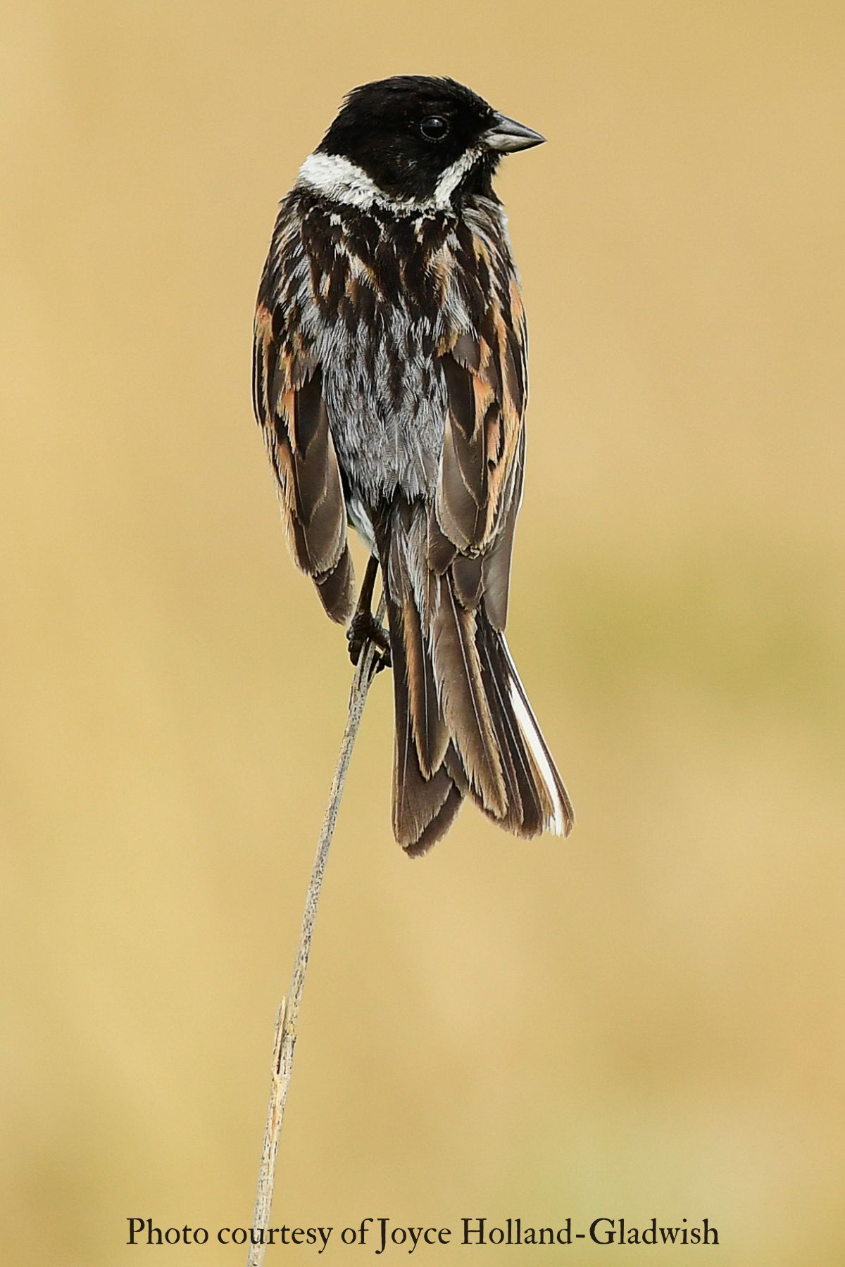 Male Reed Bunting (Emberiza schoeniclus) 2021 Joyce Holland-Gladwish